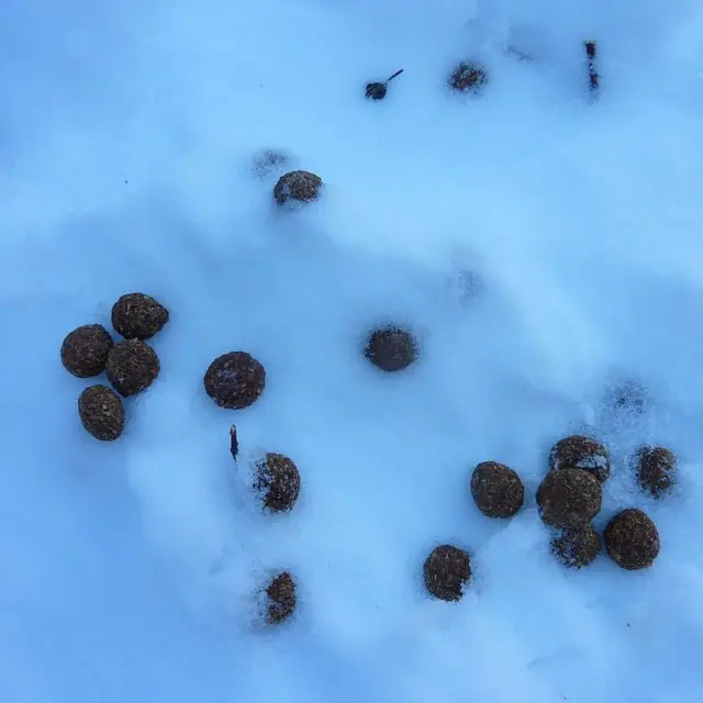 crote jeu qui est passé par ici