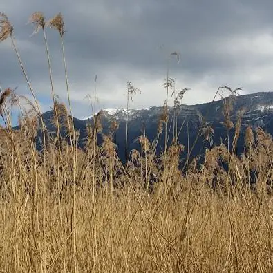 Grand chantier nature !  (9-14 ans) - Marais de Lavours_Ceyzérieu