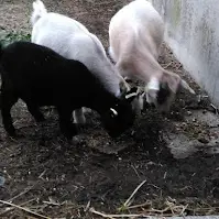 La Ferme Des Chênes Blancs_La Roque-Esclapon