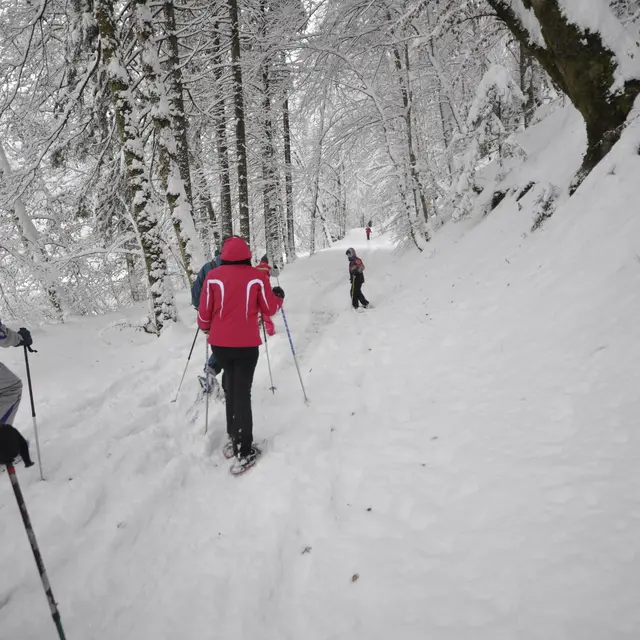 Le milieu forestier