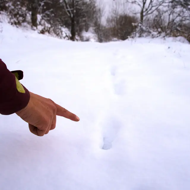 Traces des animaux de montagne avec Altimood