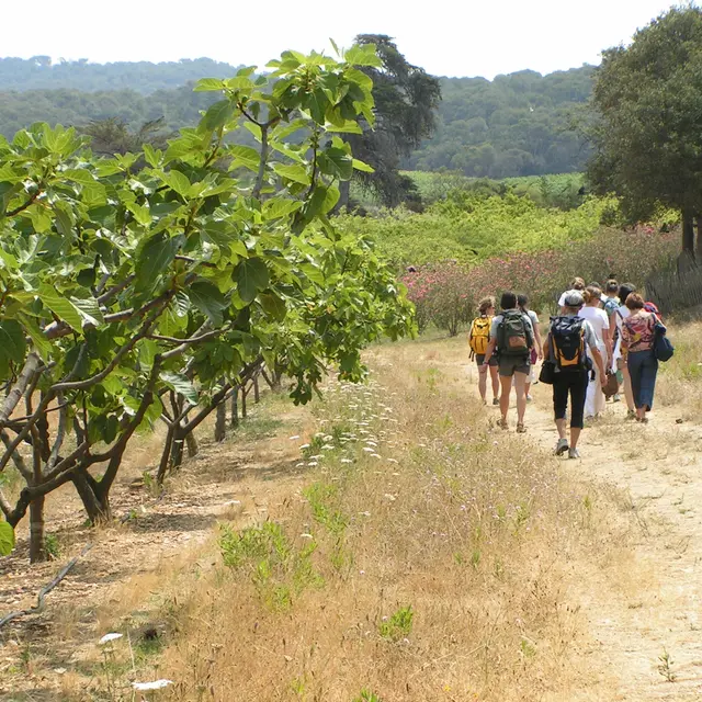 La draille Hyéroise