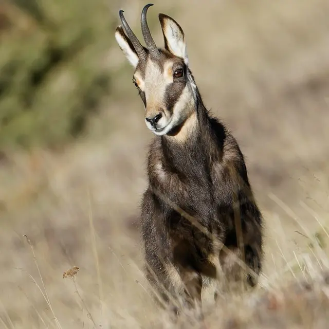Randonnée accompagnée Observation des chamois et des bouquetins_Seyne