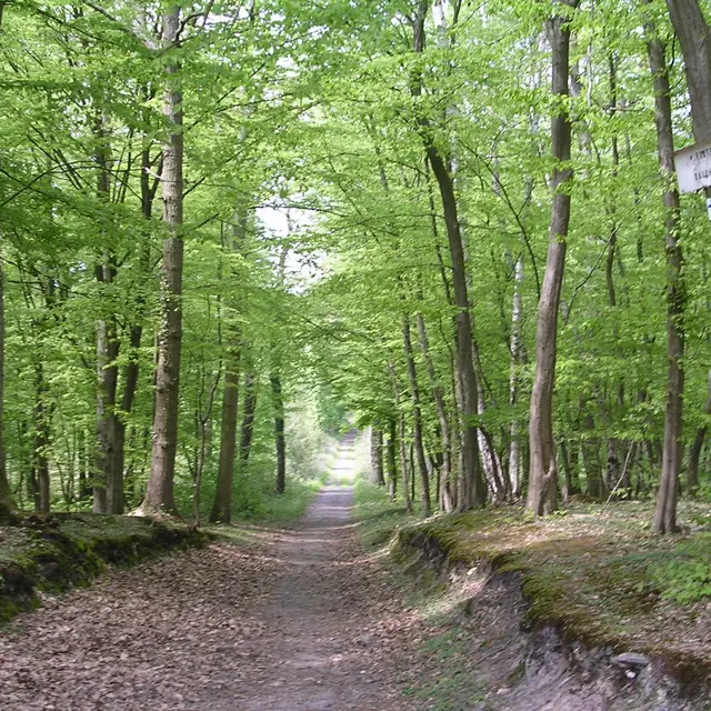 Forêt domaniale de Saint Germain