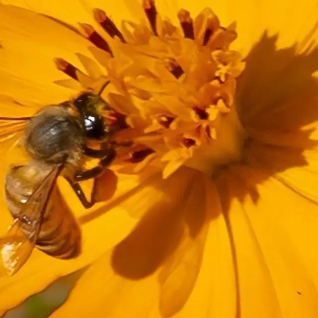 Atelier Altec (9-11 ans) - L'abeille à la loupe_Bourg-en-Bresse
