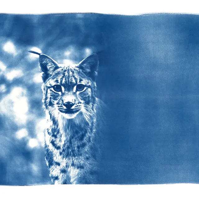 Exposition Fanny Zambaz - Cyanotypes des Alpes_Samoëns