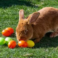 Chasse aux œufs à la Ferme de Saint-Denis