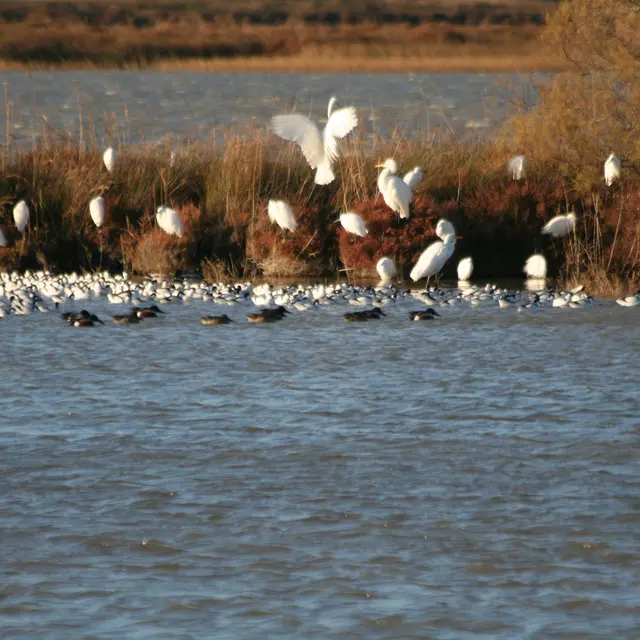Visites guidées nature_salin de giraud