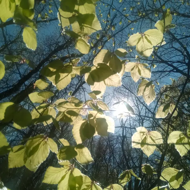 Printemps ete feuilles