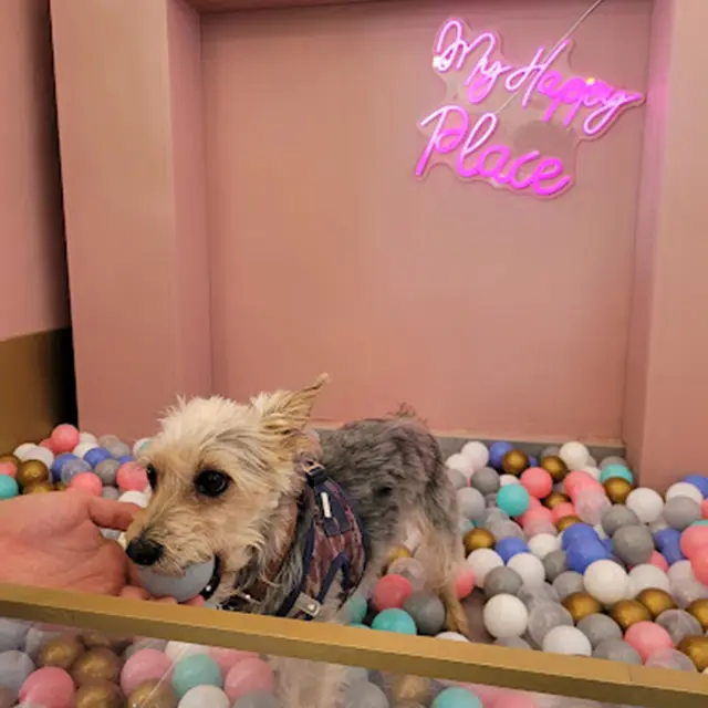 Restaurant Brunch Dog's & Co.Fee_Menton