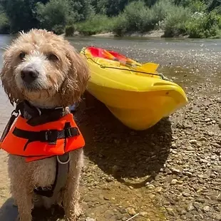 Cani Canoë_Lapenne
