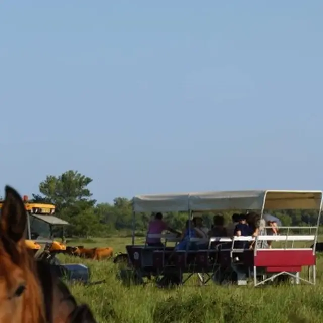 Visiter le Haras des Bruns au coeur d’une manade_Arles