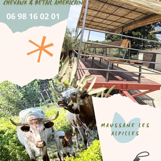 Visite en wagon tracté au Petit Roman_Maussane-les-Alpilles