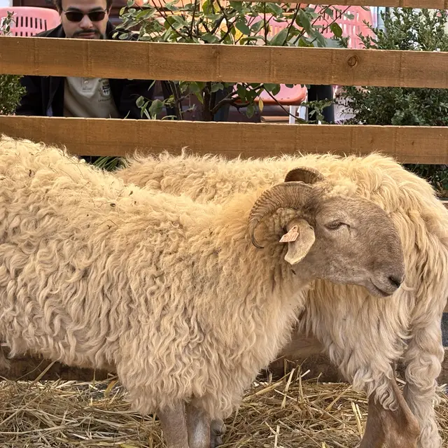 Fête de la Saint-Michel - Retour des bergers_Belvédère