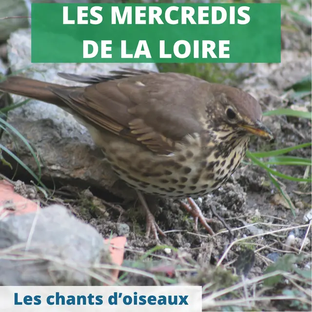 Chants d'oiseaux