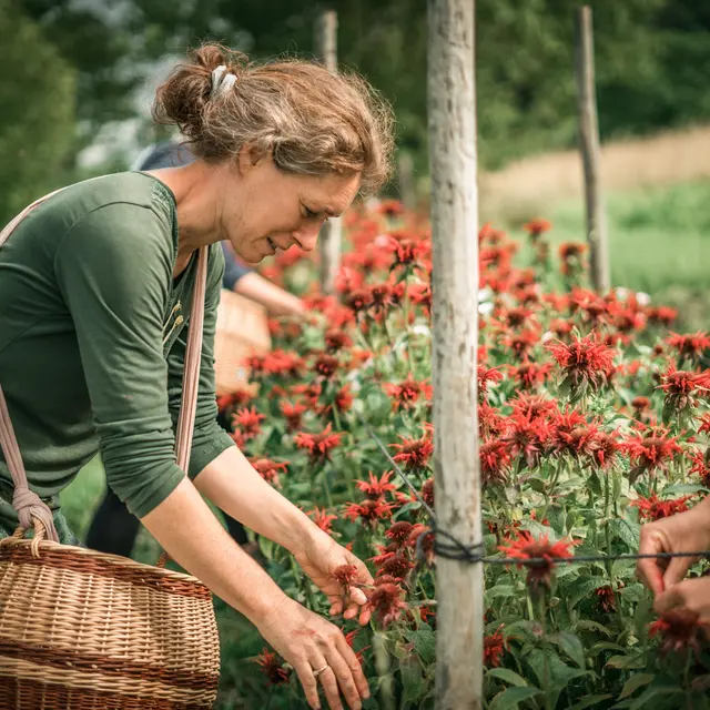Cueillette de monarde par Catherine