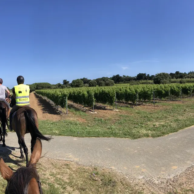 Balade à cheval dans les vignobles