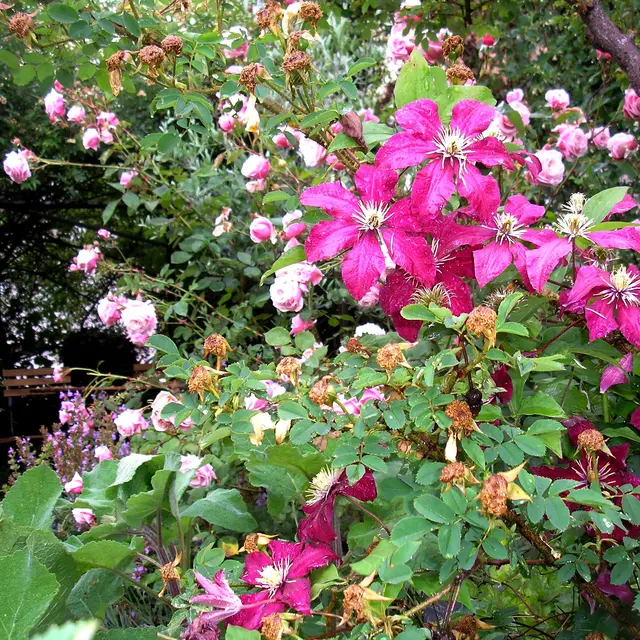 Jardin des Cordeliers