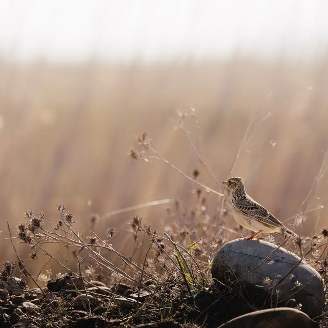 Visite de la Réserve des Coussouls de Crau_Saint-Martin-de-Crau