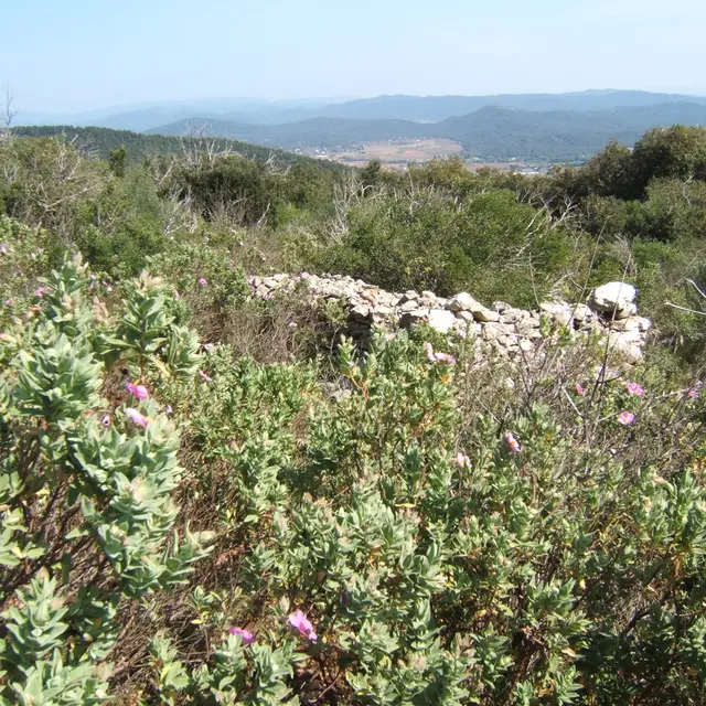 Oppidum du Castellas