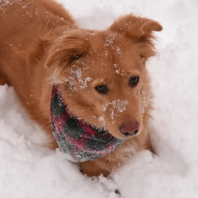 Balade canine_Thollon-les-Mémises