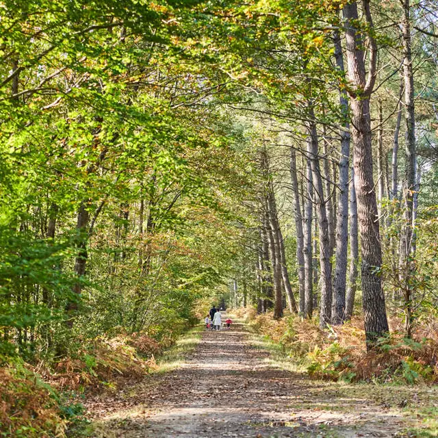 Forêt de Soucelles