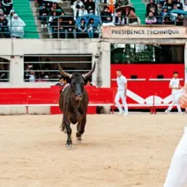 Feria - Course Camarguaise 