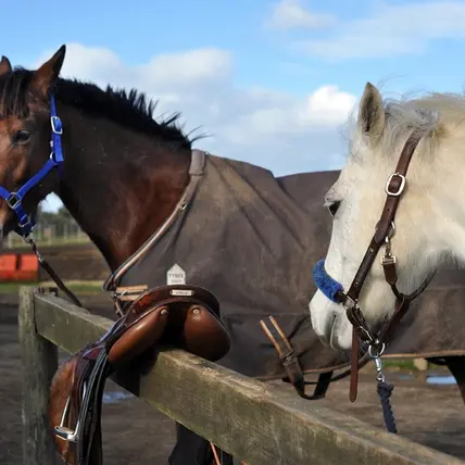 Balade à cheval de 3h à la découverte du métier de saunier_Loix