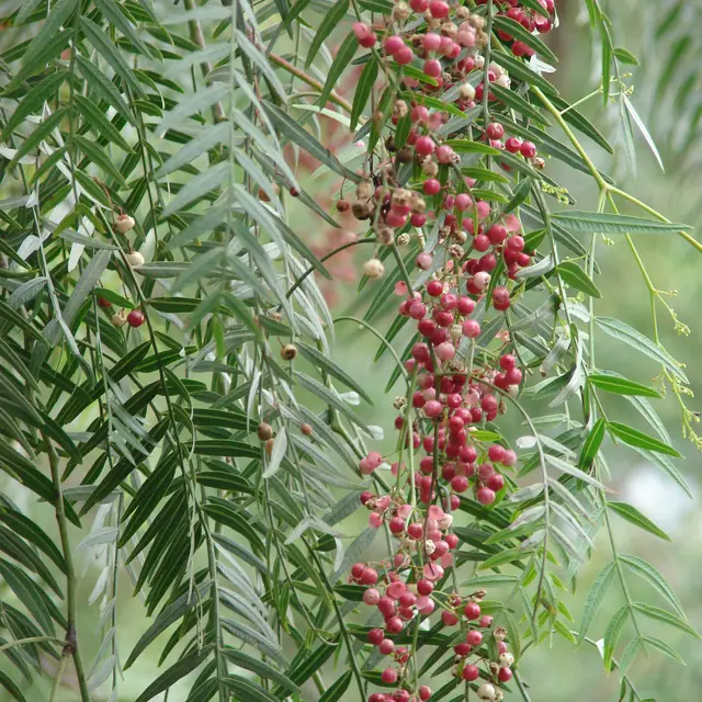 Schinus zoom