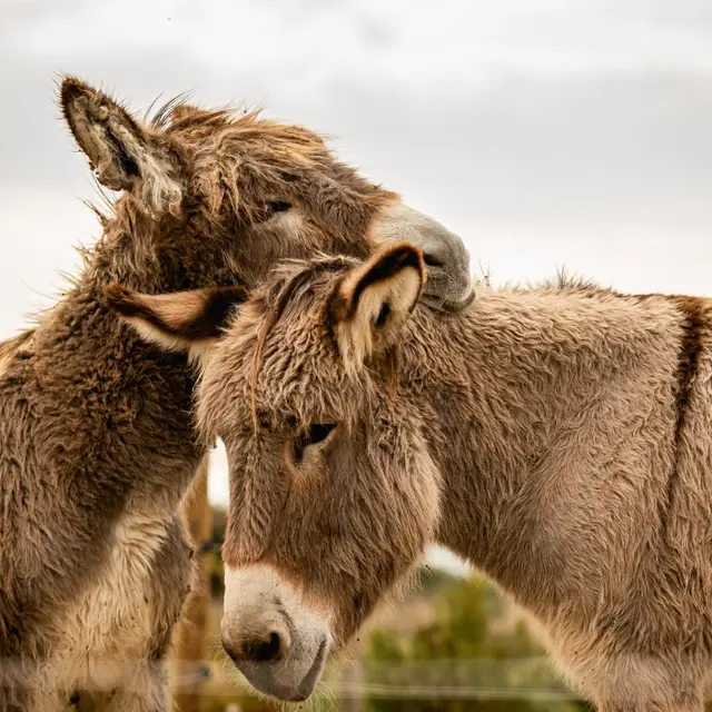 Ecurie Asinerie à Mazan