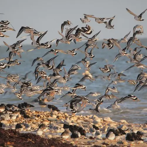 envol d'oiseaux