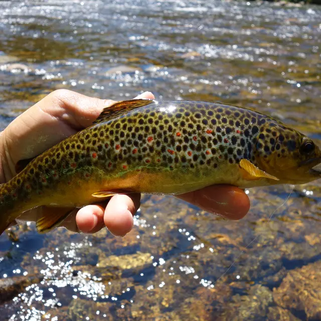 Biologie des poissons du Lignon_Tence