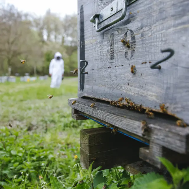 Visites  guidées de la Miellerie des Gorges de la Loire_Roche-la-Molière