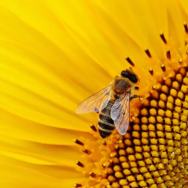 Plongez au cœur de la biodiversité de nos campagnes_Arcon