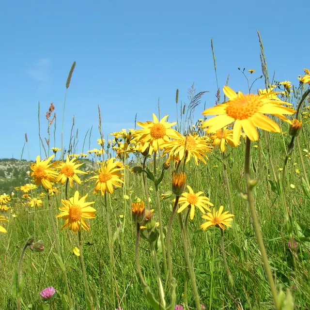 stage_feldenkrais_auberge_nordique_grand_bornand