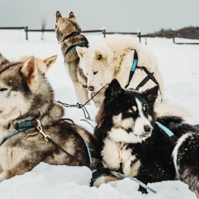 L'attelage de Chien - Terre Sauvage