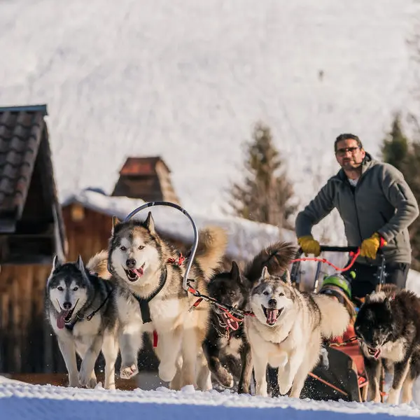 Chiens de traineau_Les Gets