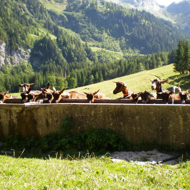 à l'abreuvoir...