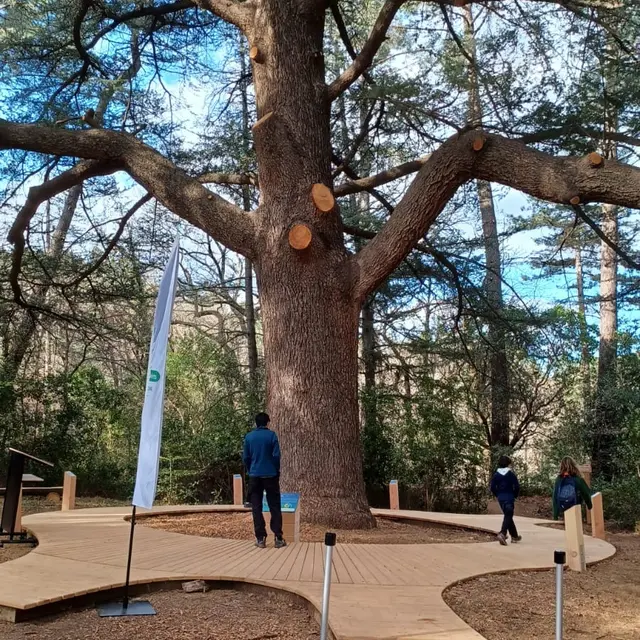 JEP 2025 : Le Domaine de Sauvage, une histoire de forêt_Saint-Jean-du-Pin