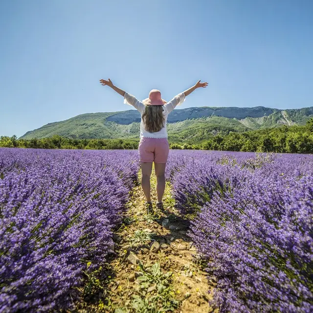 Champs de lavande