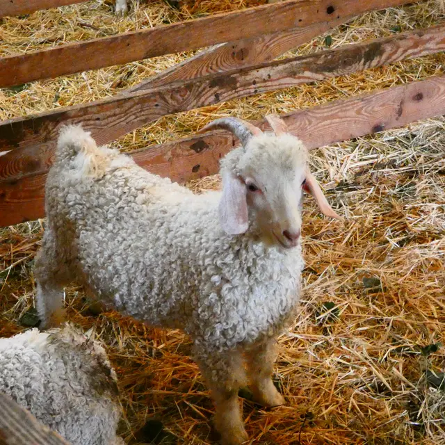 De Ferme en Ferme : La Ferme de La Montagne_Sigottier