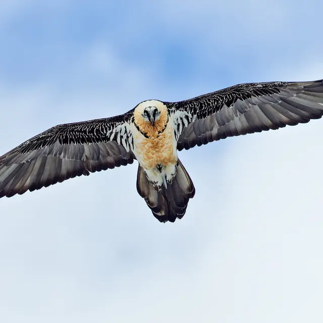 Animaux du Parc national du Mercantour_Isola