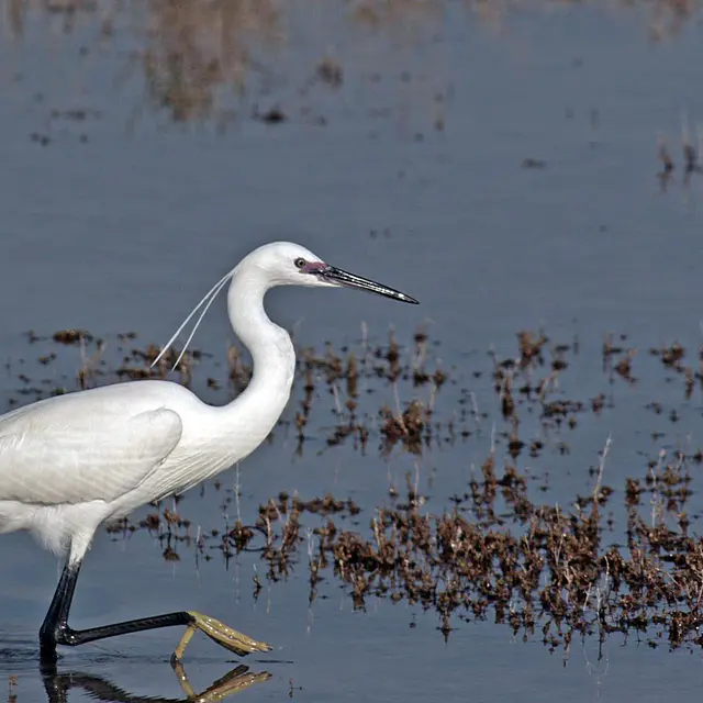 Balade Nature en bord de Loire