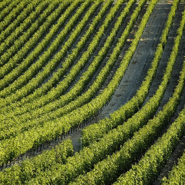 Vigne à Cruet