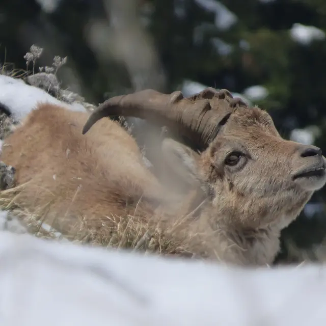 La faune en hiver à raquettes_Abondance