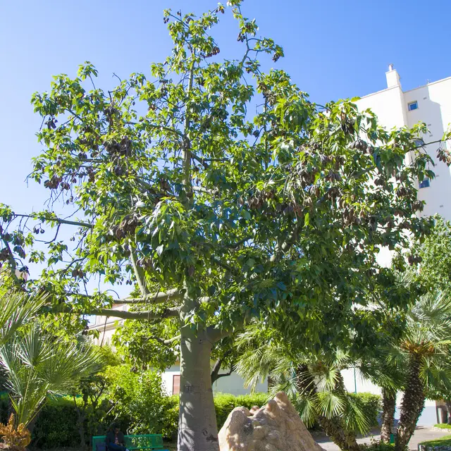 Brachychiton roseus arbre