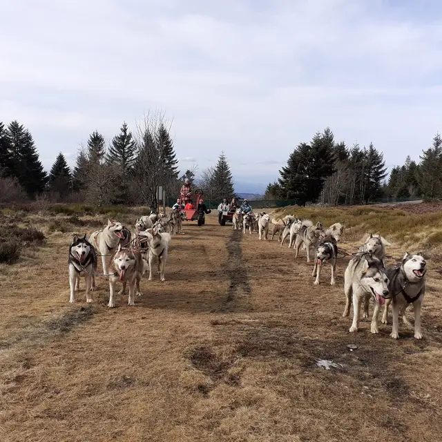 Chiens de traîneaux - Dubost nature_La Chambonie