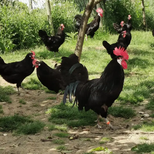 Les Volailles de Molières_Molières