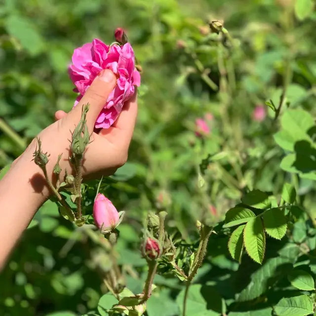 cueillette rose