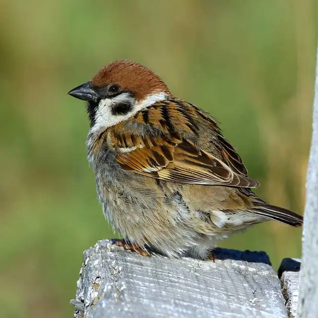 LPO - Sortie sur les oiseaux des villes